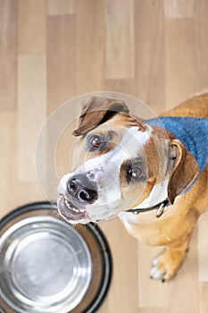 Hungry puppy sits on the floor near empty food bowl and asks fo