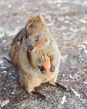 Hungry Quokka