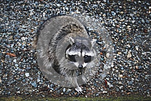 A hungry raccoon on the side of the road to a scenic drive in Tacoma Washington called five mile. photo