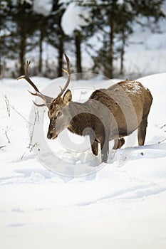 Hungry red deer stag looking for food in deep snow