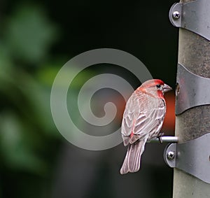 Hungry red headed finch