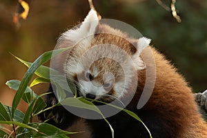 Hungry Red Panda  Ailurus fulgens  feeding on fresh bamboo leaves with natural background