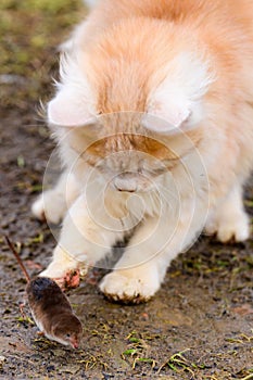 A hungry red predator is playing with a mole, a cat has caught a mole.