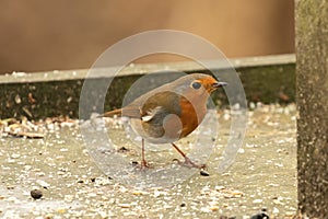 Hungry Robin redbreast  Erithacus rubecula  on frosty bird table looking towards right