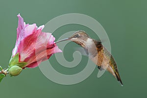 Hungry Ruby-throated Hummingbird