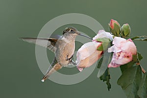 Hungry Ruby-throated Hummingbird