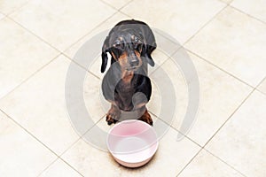 Hungry sad dachshund dog behind food bowl , against the background of the kitchen floor at home looking up to owner and begging fo