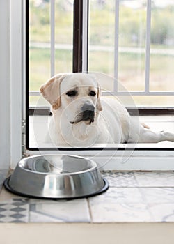 Hungry sad dog purebred Labrador breed waiting for dinner time inside room. Domestic pet animal behavior, obedience and patience