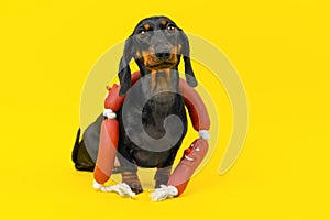 Hungry sad dog with toy around his neck, a bunch of rubber sausages Animal food