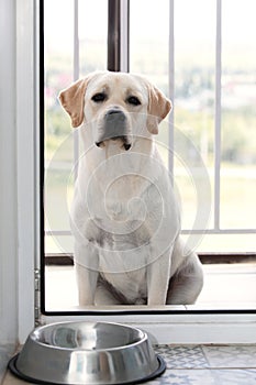Hungry sad Labrador dog waiting for dinner time outside glass door. Domestic pet animal behavior, obedience and patience