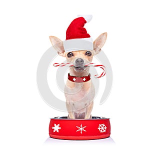 Hungry santa claus dog inside food bowl