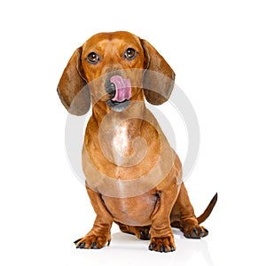 Hungry sausage dachshund dog