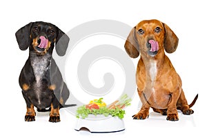 Hungry sausage dachshund dogs