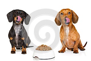 Hungry sausage dachshund dogs