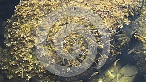 Hungry school of fish swims near the shore of the Adriatic sea. Slow motion