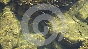 Hungry school of fish swims near the shore of the Adriatic sea. Slow motion