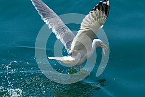 Hungry Seagull