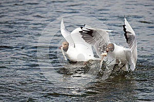 Hungry Seagulls cathing their dinner