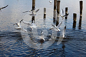 Hungry seagulls diving into the lake of Torre del Lago Puccini