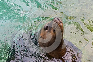 A hungry seal in a clean aquarium to be feeded