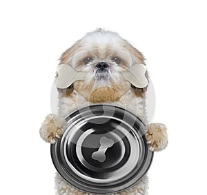 Hungry shitzu dog with food bowl and bone in his mouth. Isolated on white