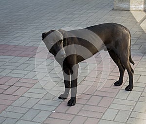 Hungry skinny stray dog