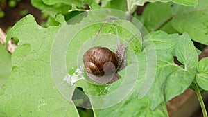 Hungry snail is moves by gliding along on a leaf of garden eggplant and secretes mucus. Agricultural pest. Plant damage