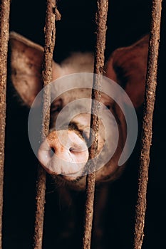 Hungry sows waiting for food in iron cages in pig farm