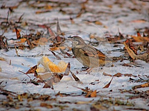 Hungry sparrow on snow, closeup