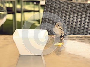 Hungry sparrow on a table eating the remains