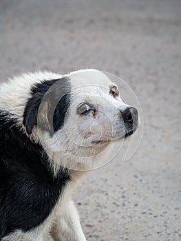 Hungry spotted street dog looking at the camera with sad eyes