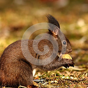 Hungry squirrel eating nut