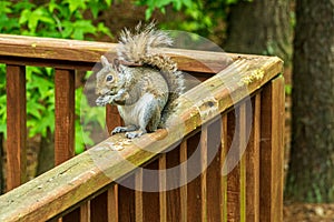 A Hungry Squirrel Eats a Nut Standing on a Deck.