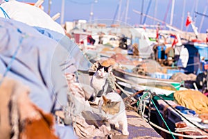 Hungry stray cat eats the caught sea fish