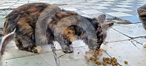 Hungry stray cats and kittens eat outside