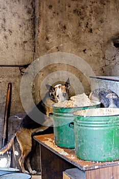 Hungry stray dog with bowl
