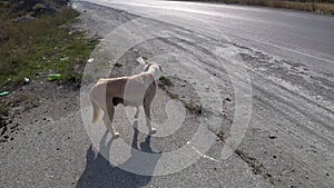 Hungry stray dog, hungry dog wags its tail and goes away, Kyrgyzstan