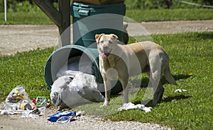 Hungry Stray Dog Looking For Food