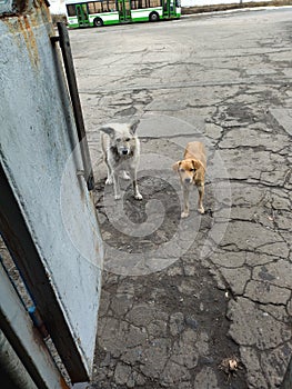 hungry stray dogs. help to animals. kind heart. rabid dog. hungry dog photo