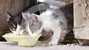 Hungry stray kitten swill water from bowl closeup, focus going out in the end of footage