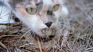 Hungry Stray Tricolor Cat Grabbed a Small Green Lizard in Grass with Teeth