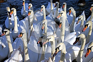 Hungry Swans