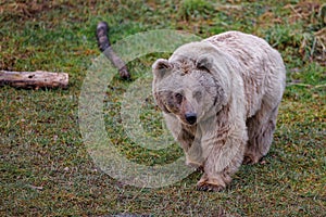 Hungry Syrian Brownbear photo