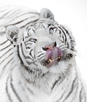 Hungry tiger
