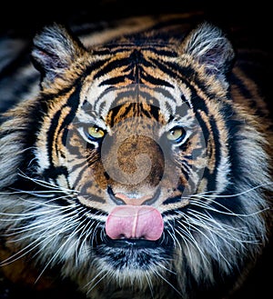 Hungry tiger