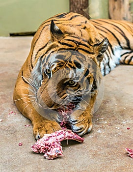 Hungry tiger is eating meat