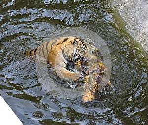 Hungry tiger gnaws on a log