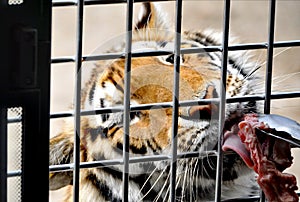 A hungry tiger in Harbin