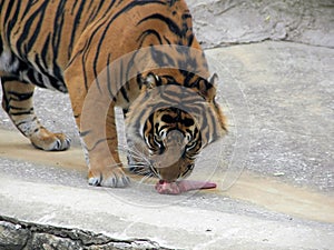 Hungry Tiger