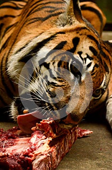 Hungry tiger